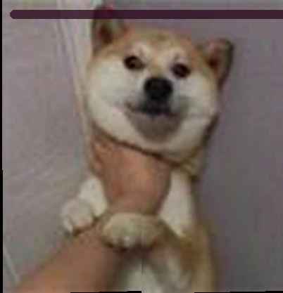 赵强